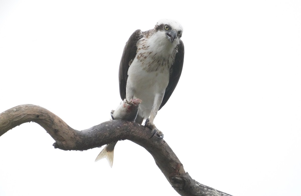 Osprey (Australasian) - May Britton