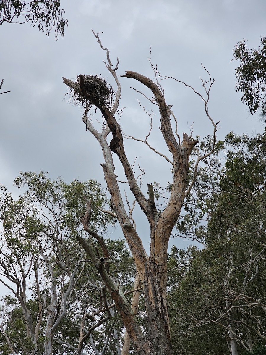 Osprey (Australasian) - May Britton