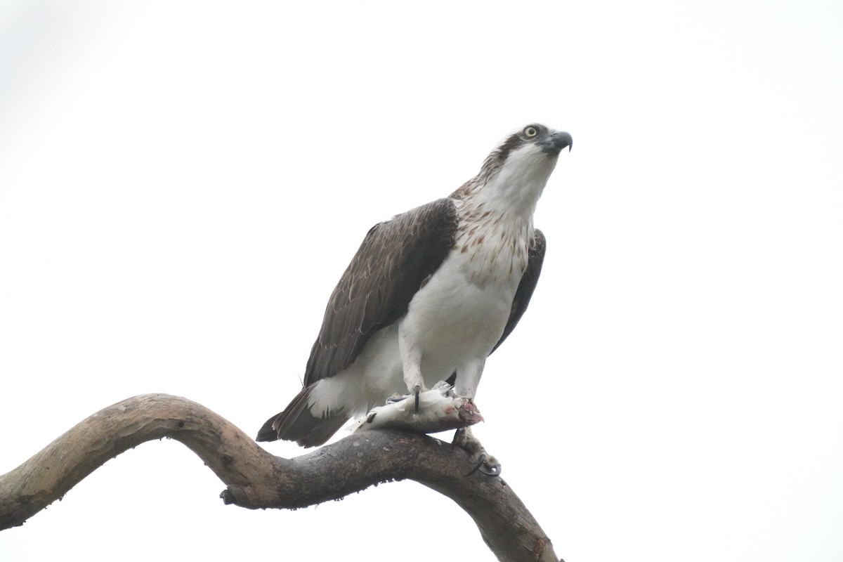 Águila Pescadora (Australia) - ML594822261
