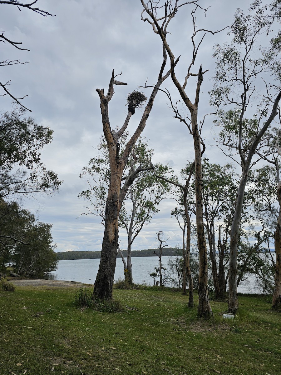 Osprey (Australasian) - May Britton