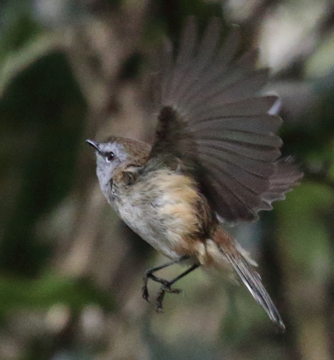 Brown Gerygone - Rob Loveband