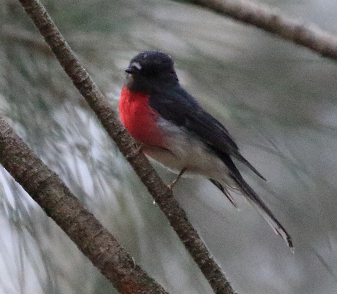 Rose Robin - Rob Loveband