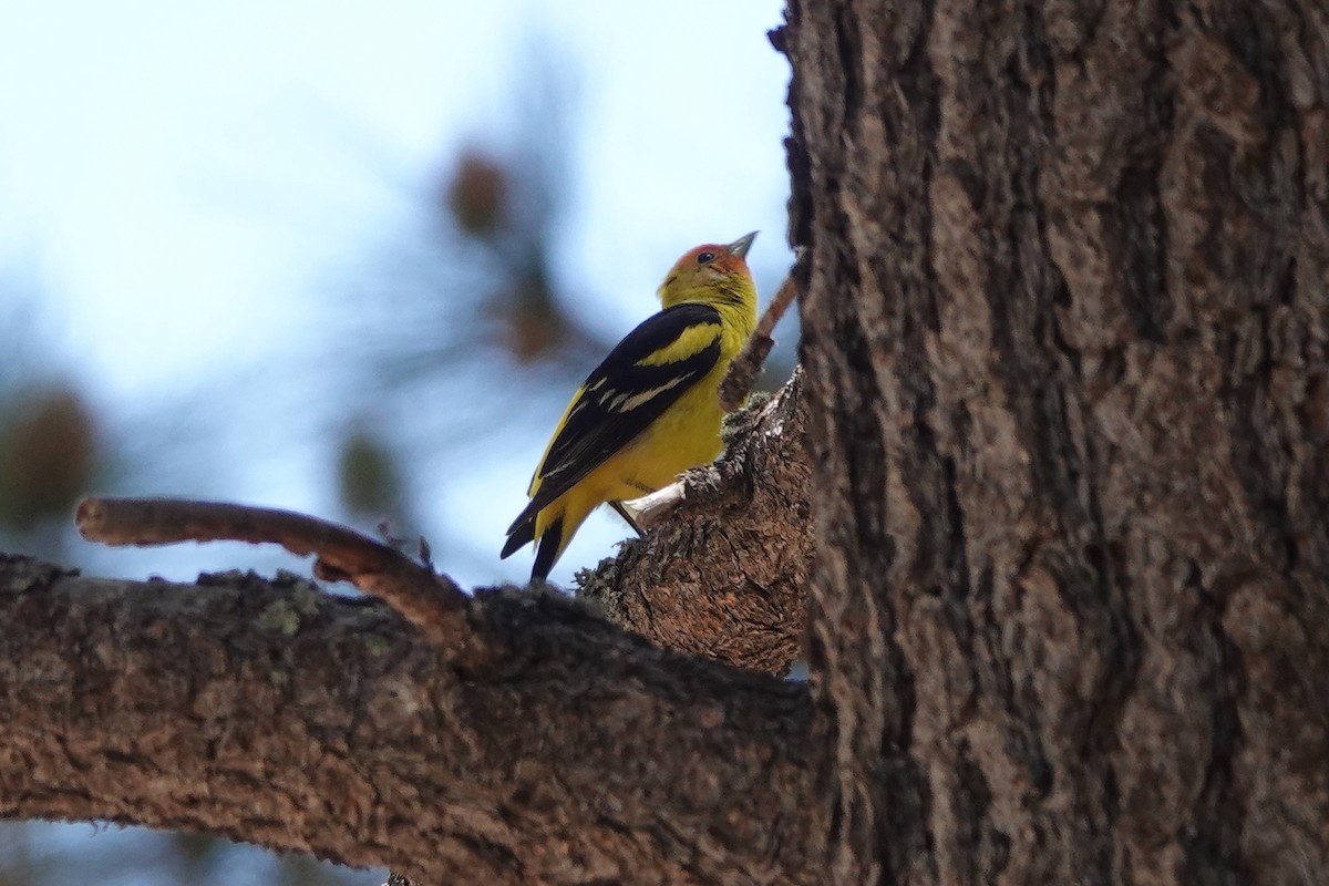 Western Tanager - drew sattler