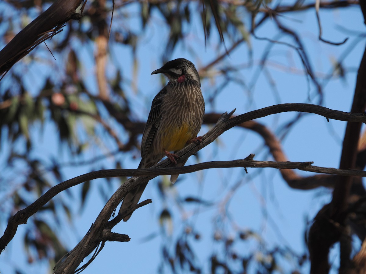 Red Wattlebird - ML594823391