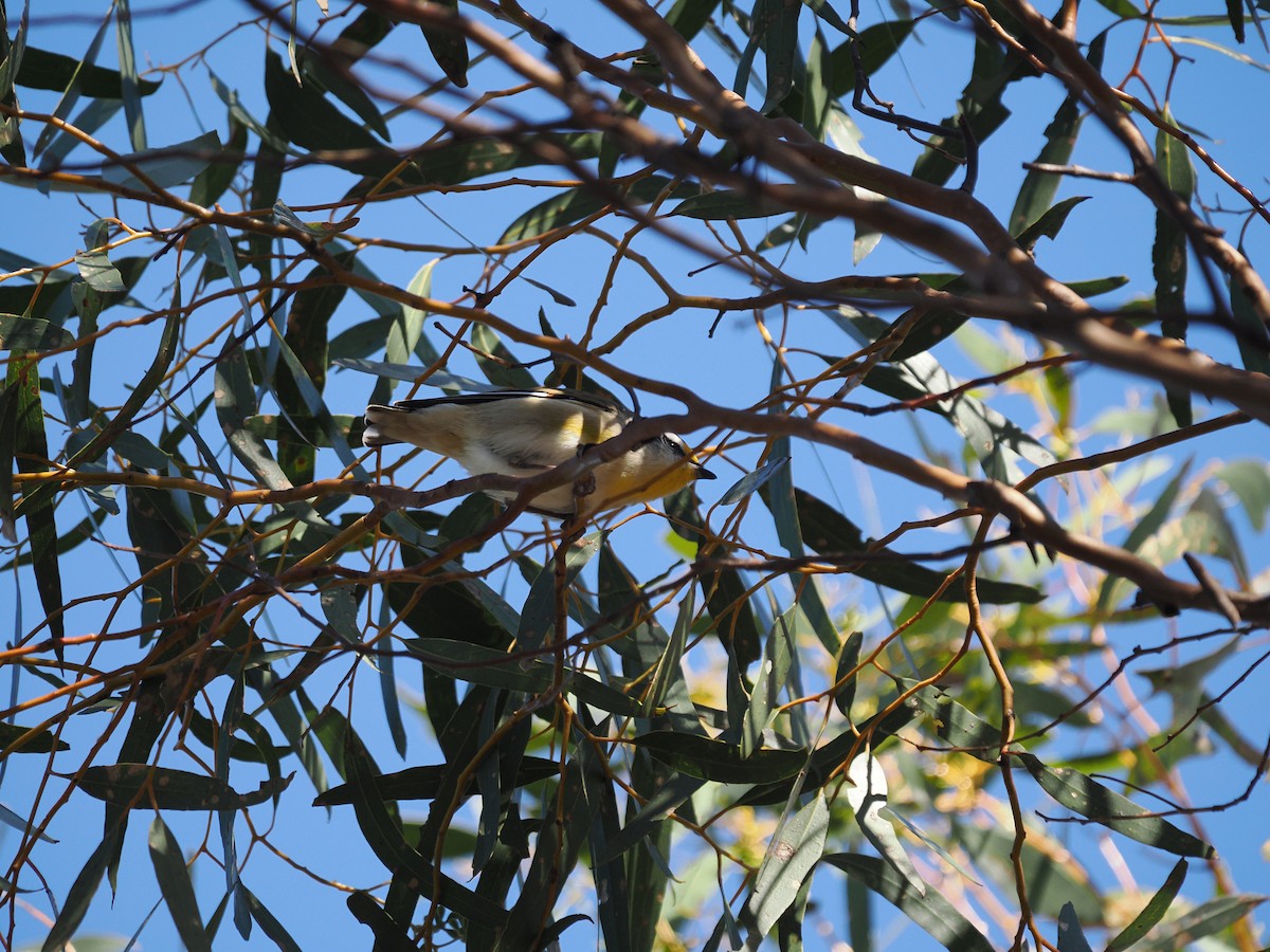 Striated Pardalote - ML594823461