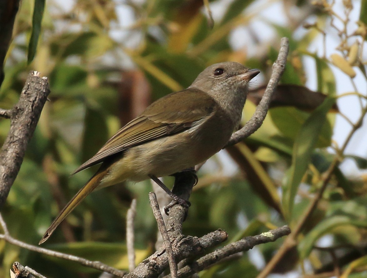 Golden Whistler (Eastern) - ML594823641