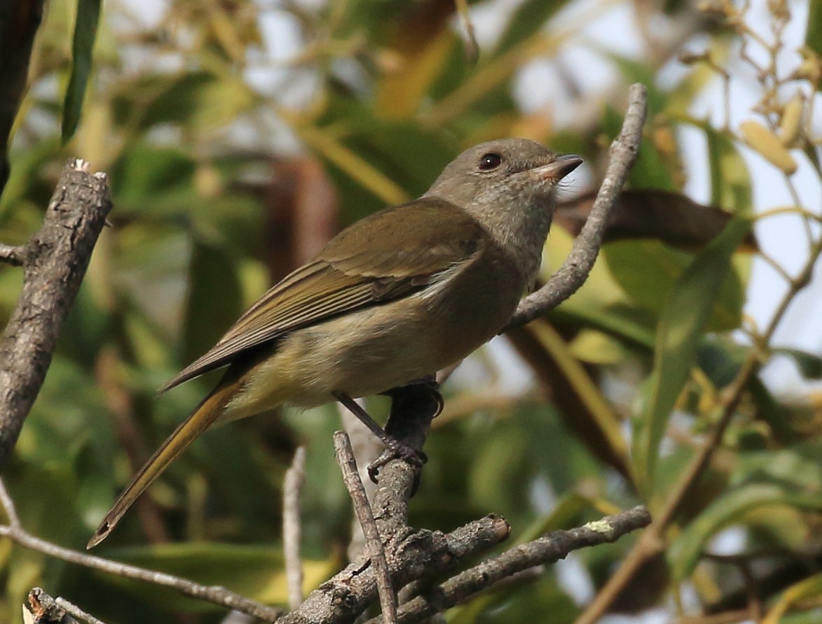 Golden Whistler - Rob Loveband