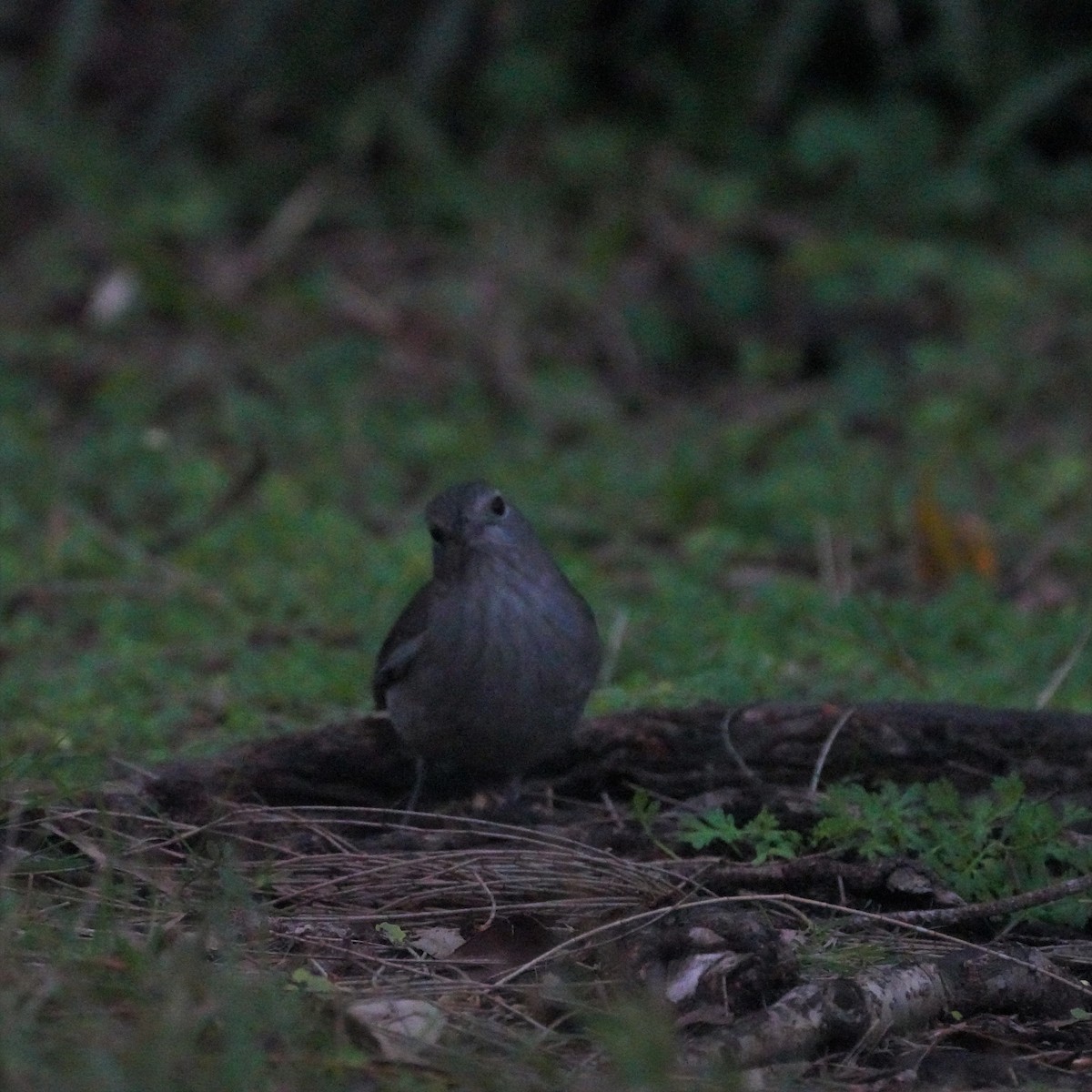 Gray Shrikethrush - ML594823701