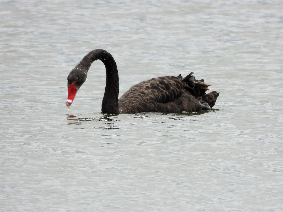 Black Swan - ML594824021