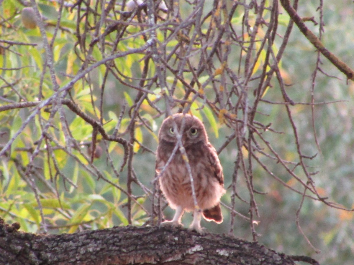 Little Owl - ML594824271