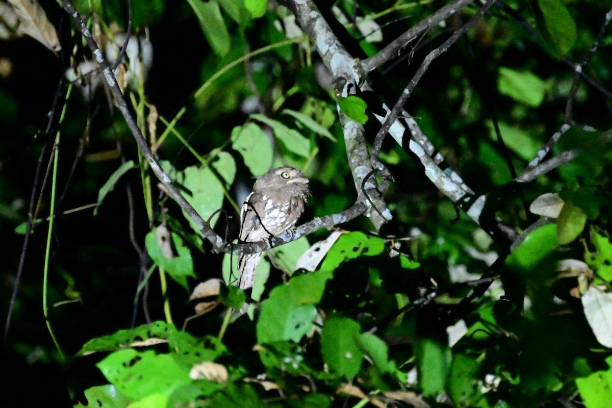 Gould's Frogmouth - ML594824901