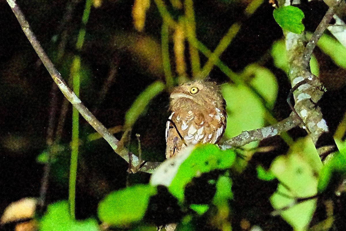 Gould's Frogmouth - ML594824941