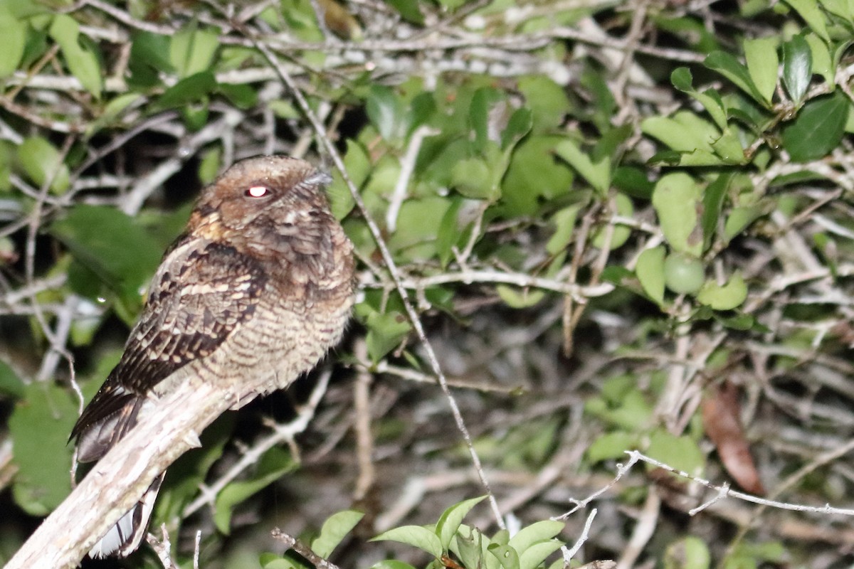 Fiery-necked Nightjar - Victor Ikawa