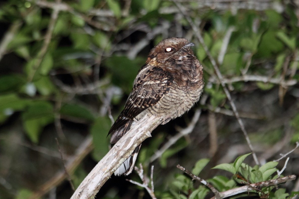 Fiery-necked Nightjar - ML594825591