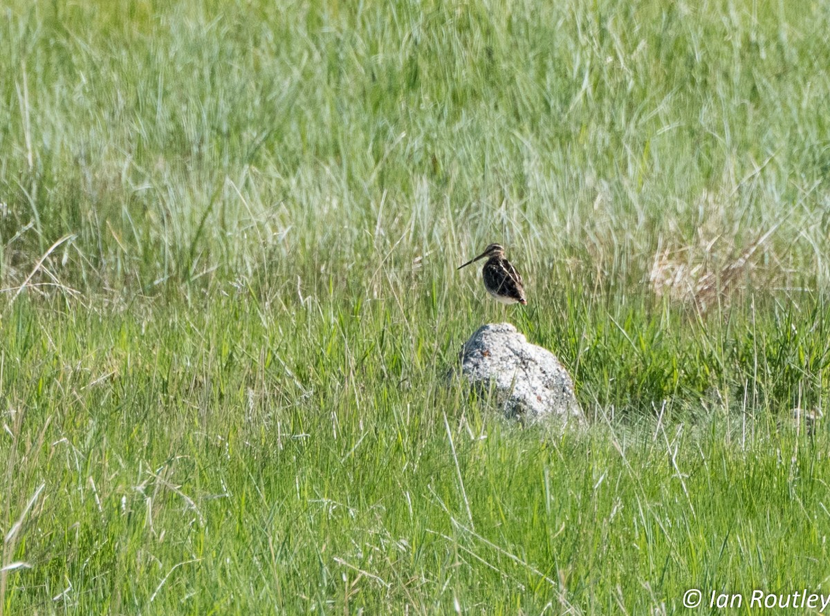 Wilson's Snipe - ML59482571