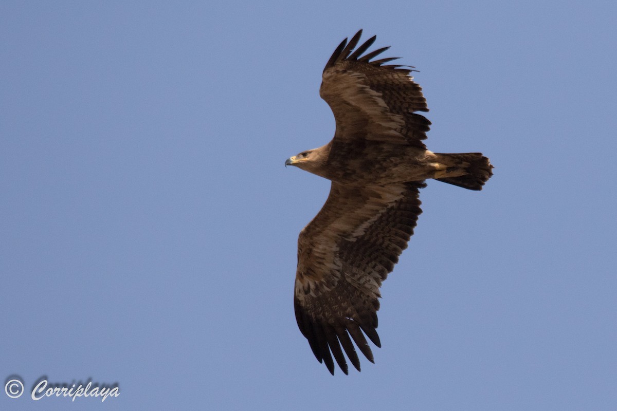 Steppe Eagle - ML594826471