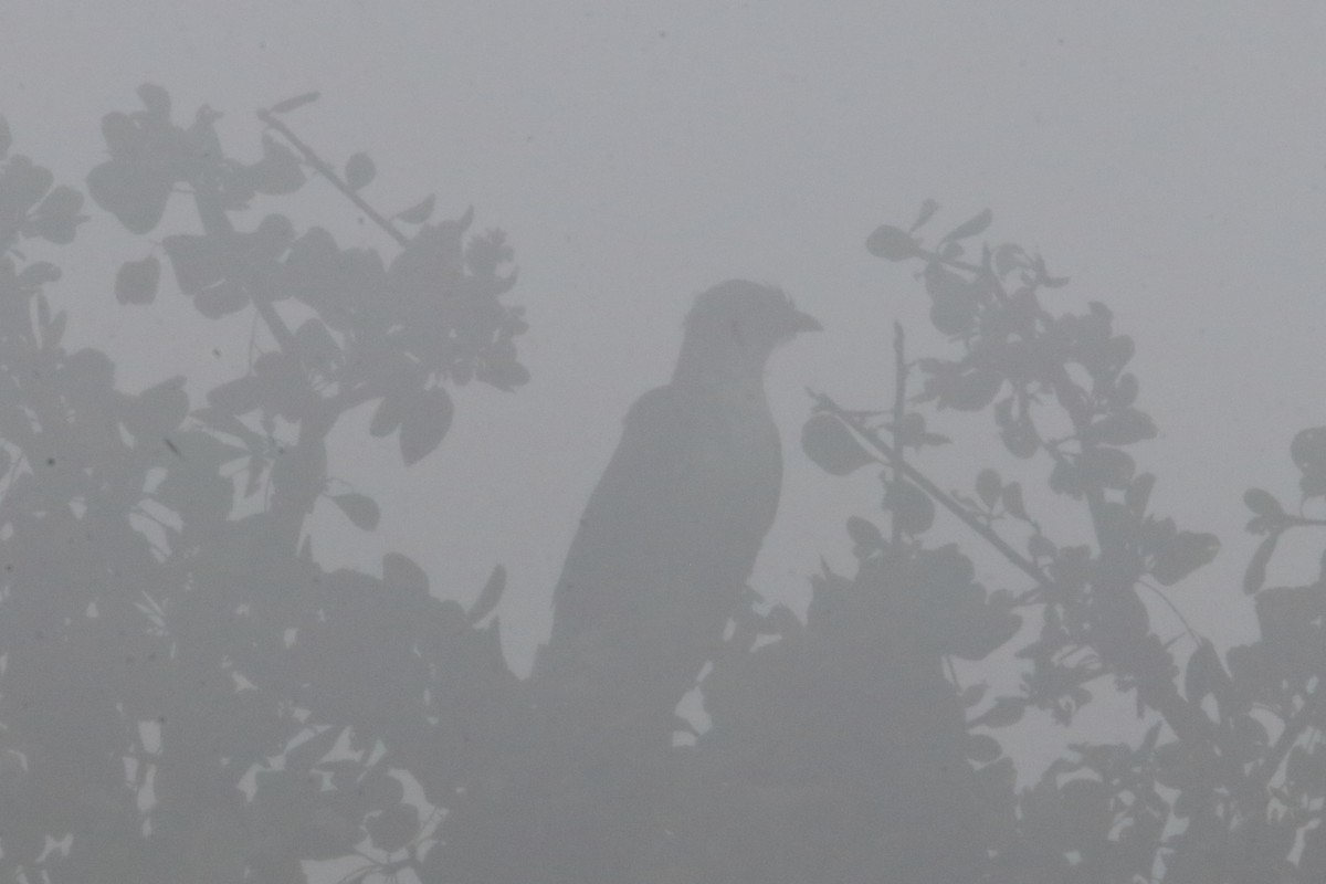 Thick-billed Cuckoo - ML594826581