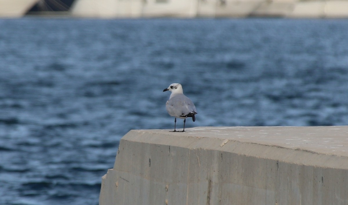 Mediterranean Gull - ML594826611