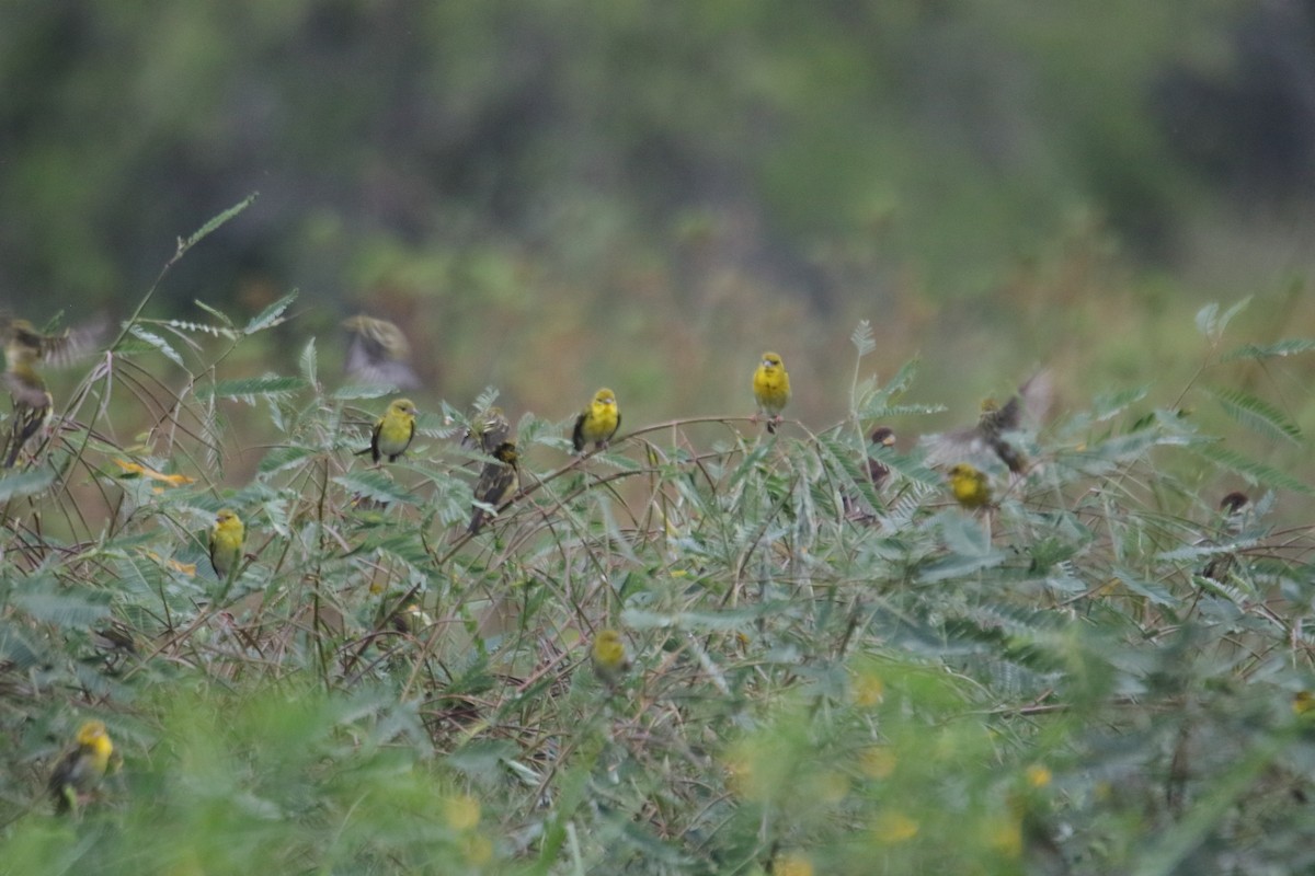 Clarke's Weaver - ML594827031