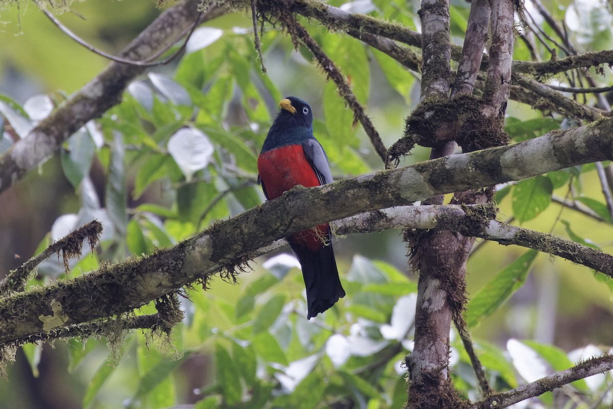 Blue-tailed Trogon - ML594827661