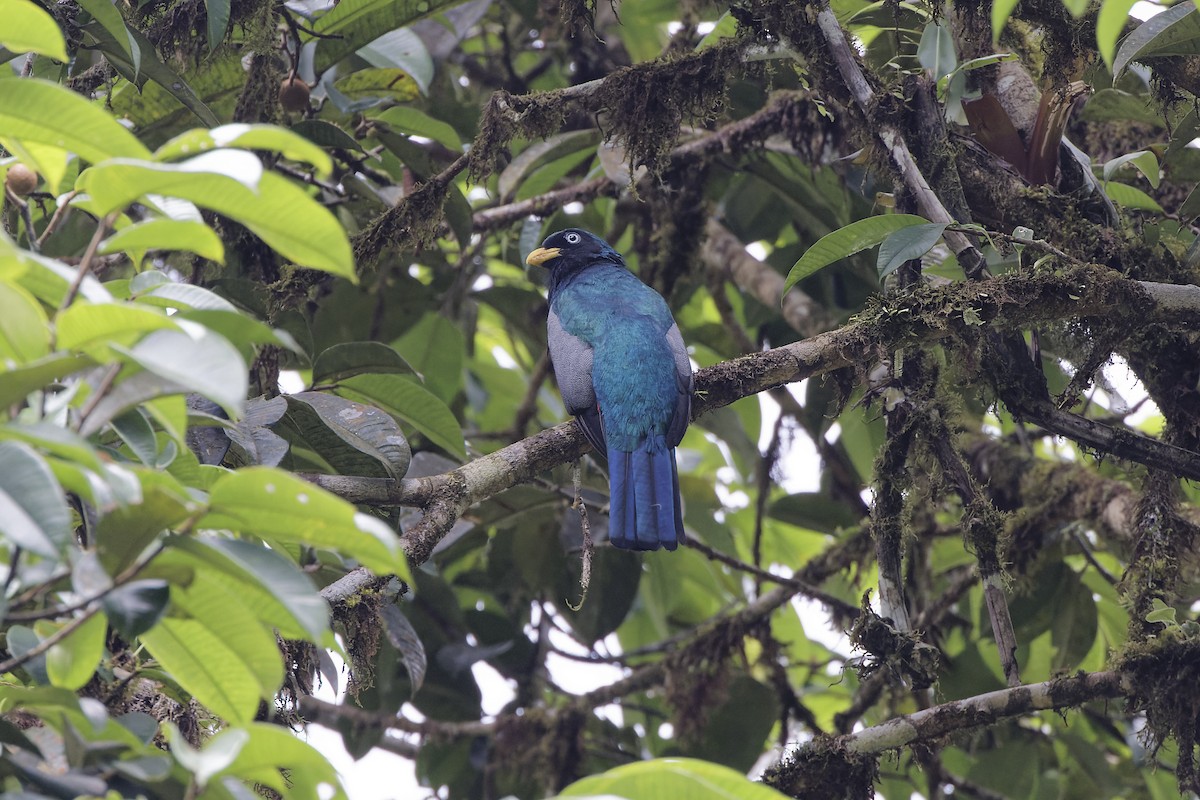 Blue-tailed Trogon - ML594827671