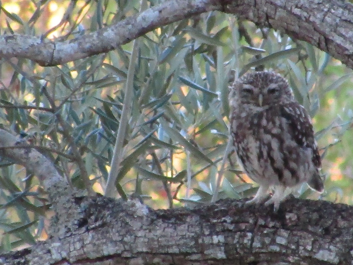 Little Owl - ML594828801