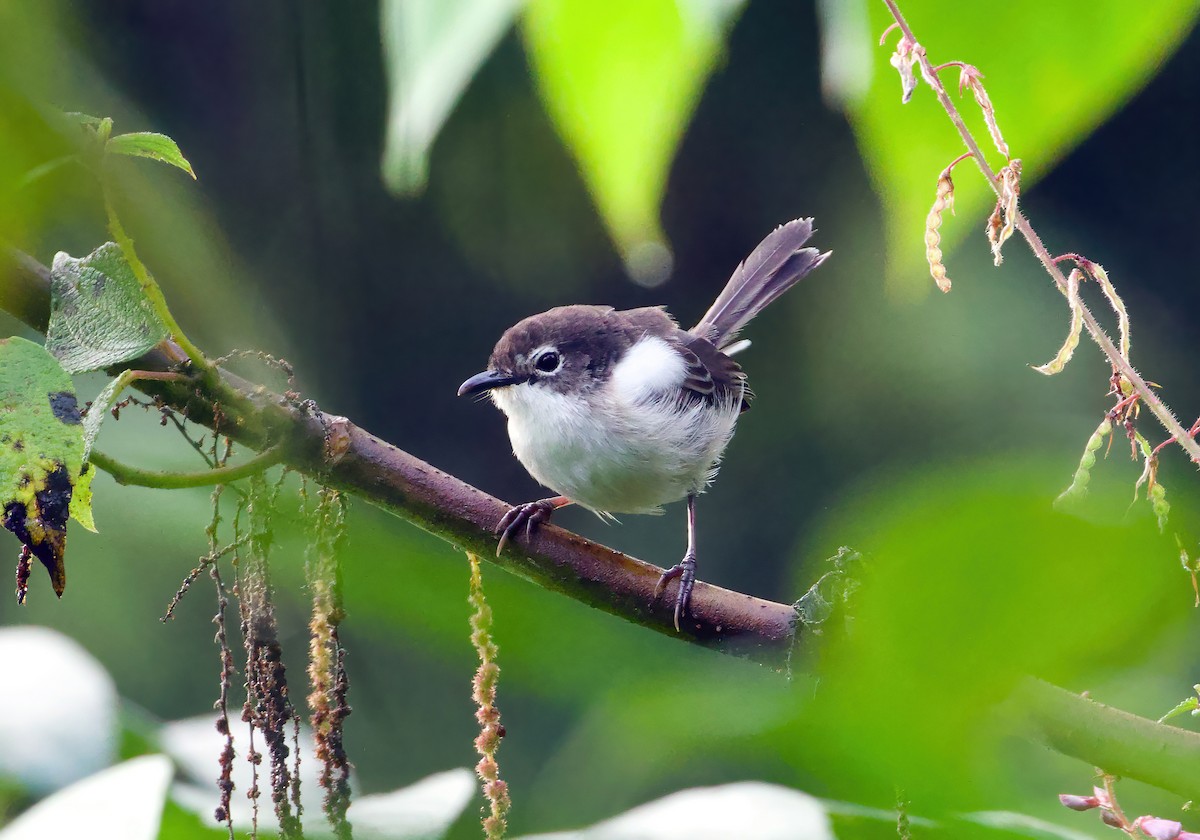 White-shouldered Fairywren - Scott Baker