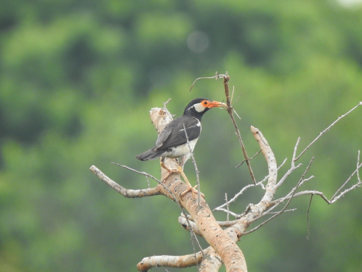 Indian Pied Starling - ML594830801