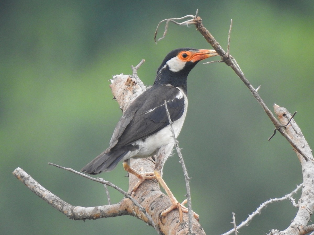 Indian Pied Starling - ML594830821