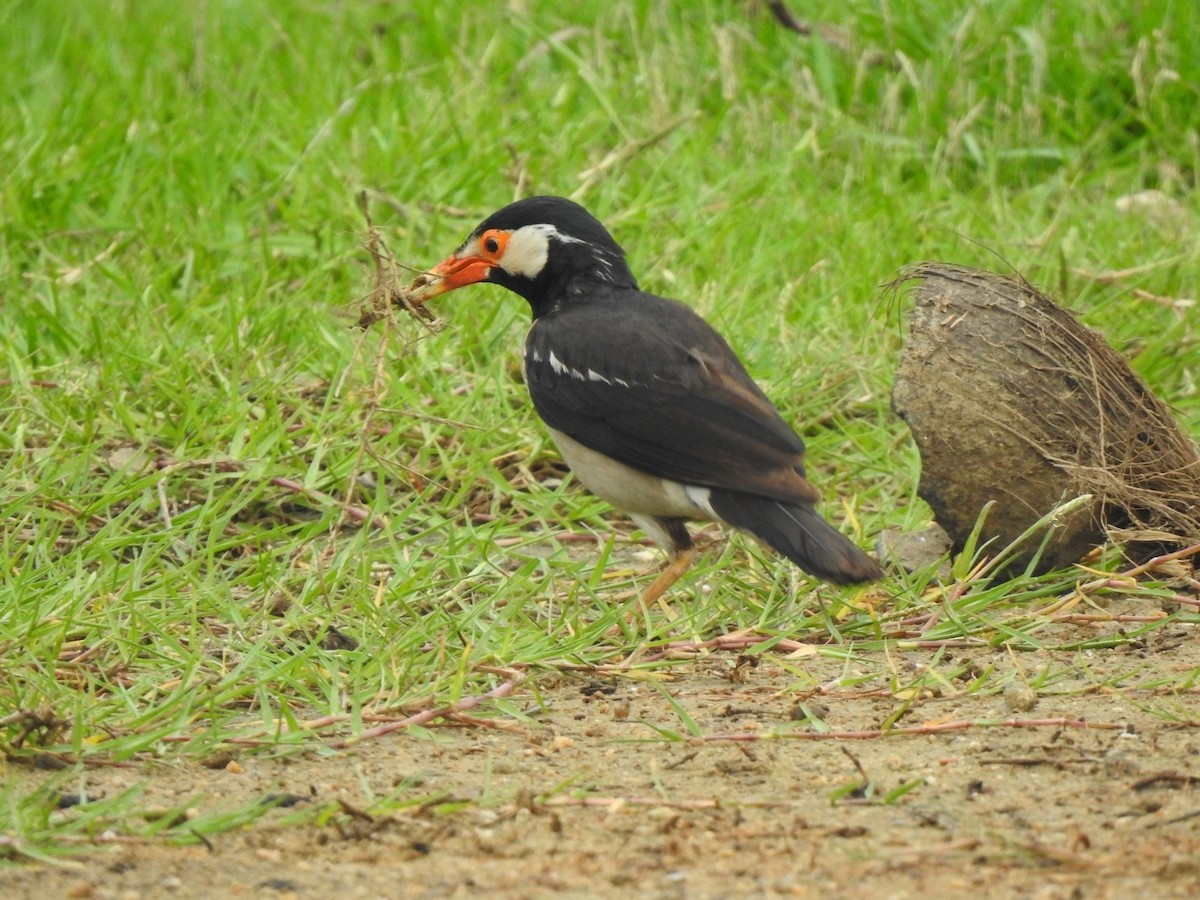 Indian Pied Starling - ML594830831