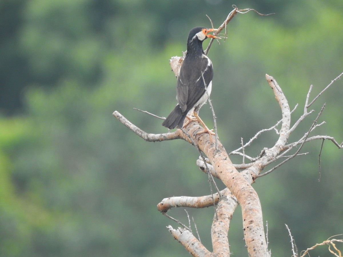 Indian Pied Starling - Ramya Singaravelpandian