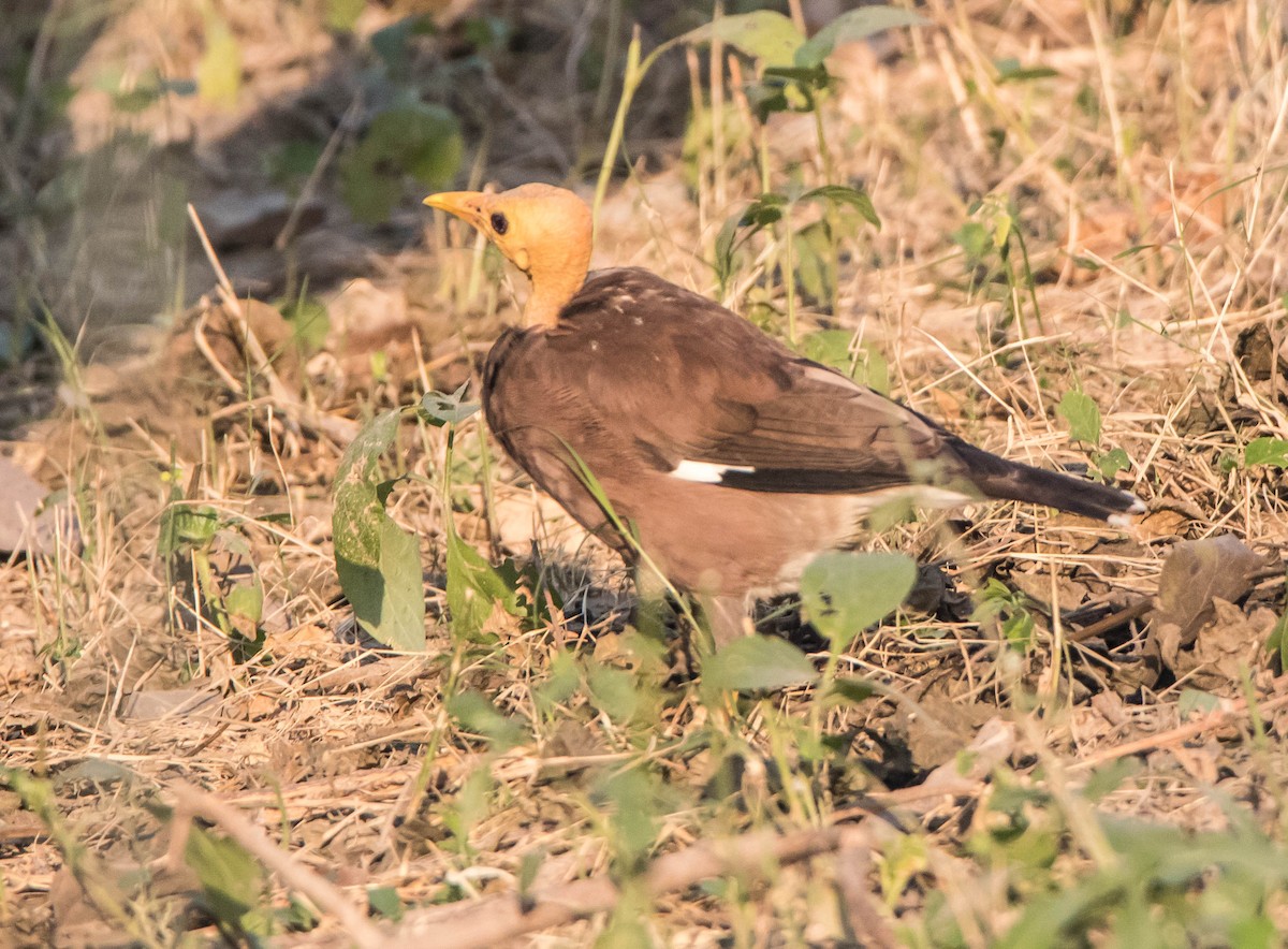 Common Myna - Prabhakar T P