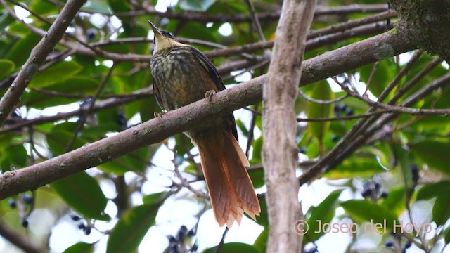 Trepamusgos Barbablanca Panameño - ML594834061