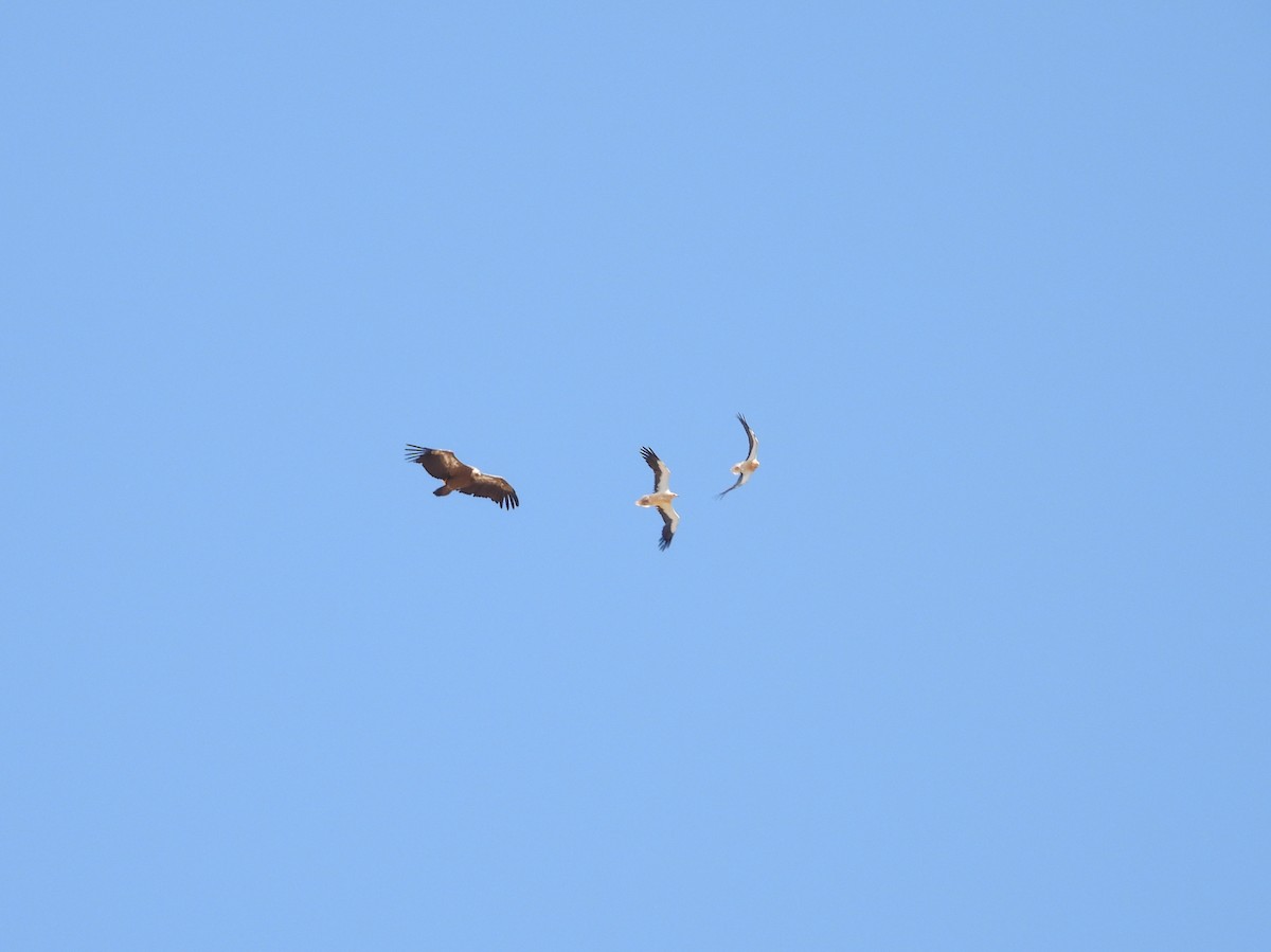 Egyptian Vulture - ML594834601