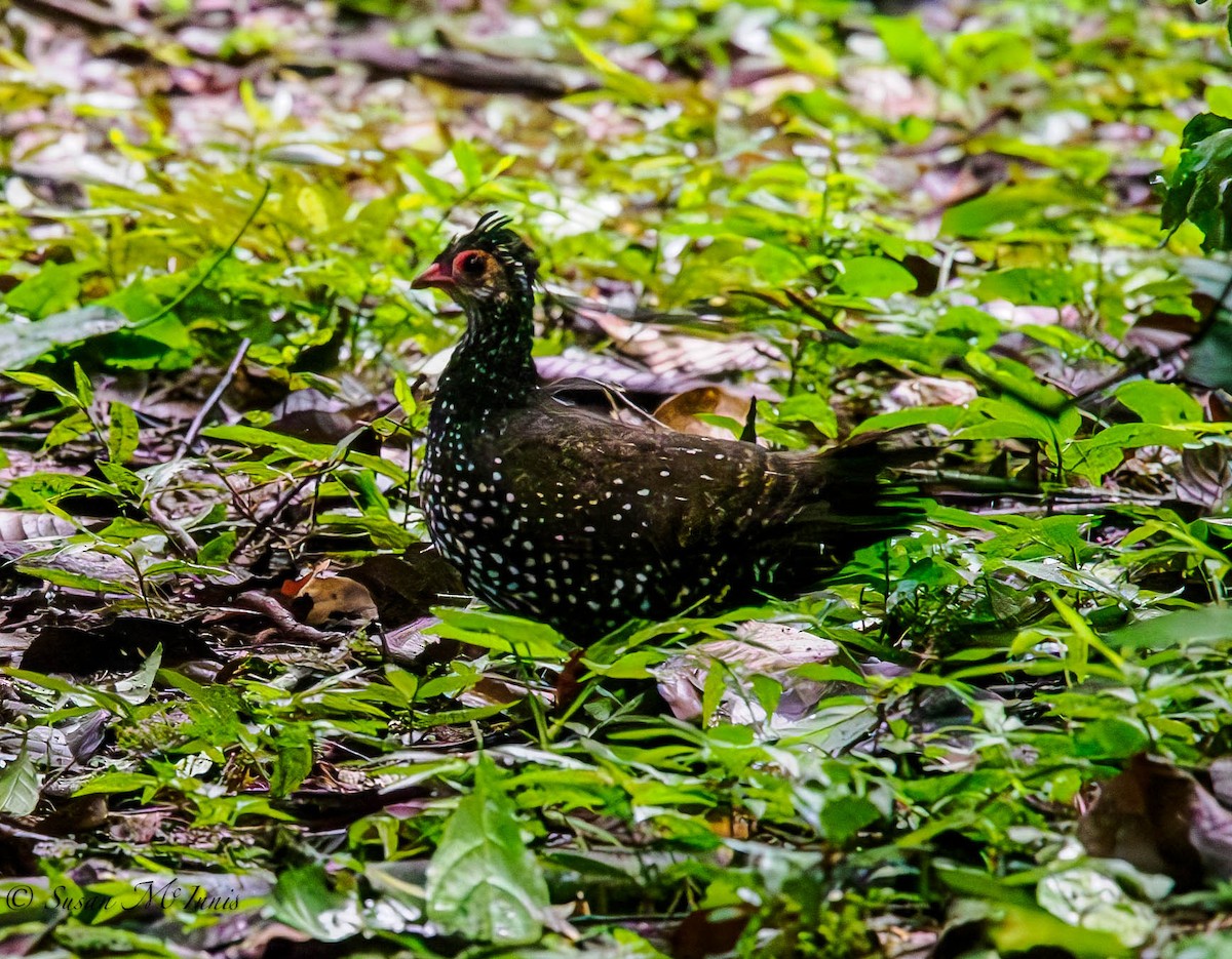 Nahan's Partridge - ML594835741