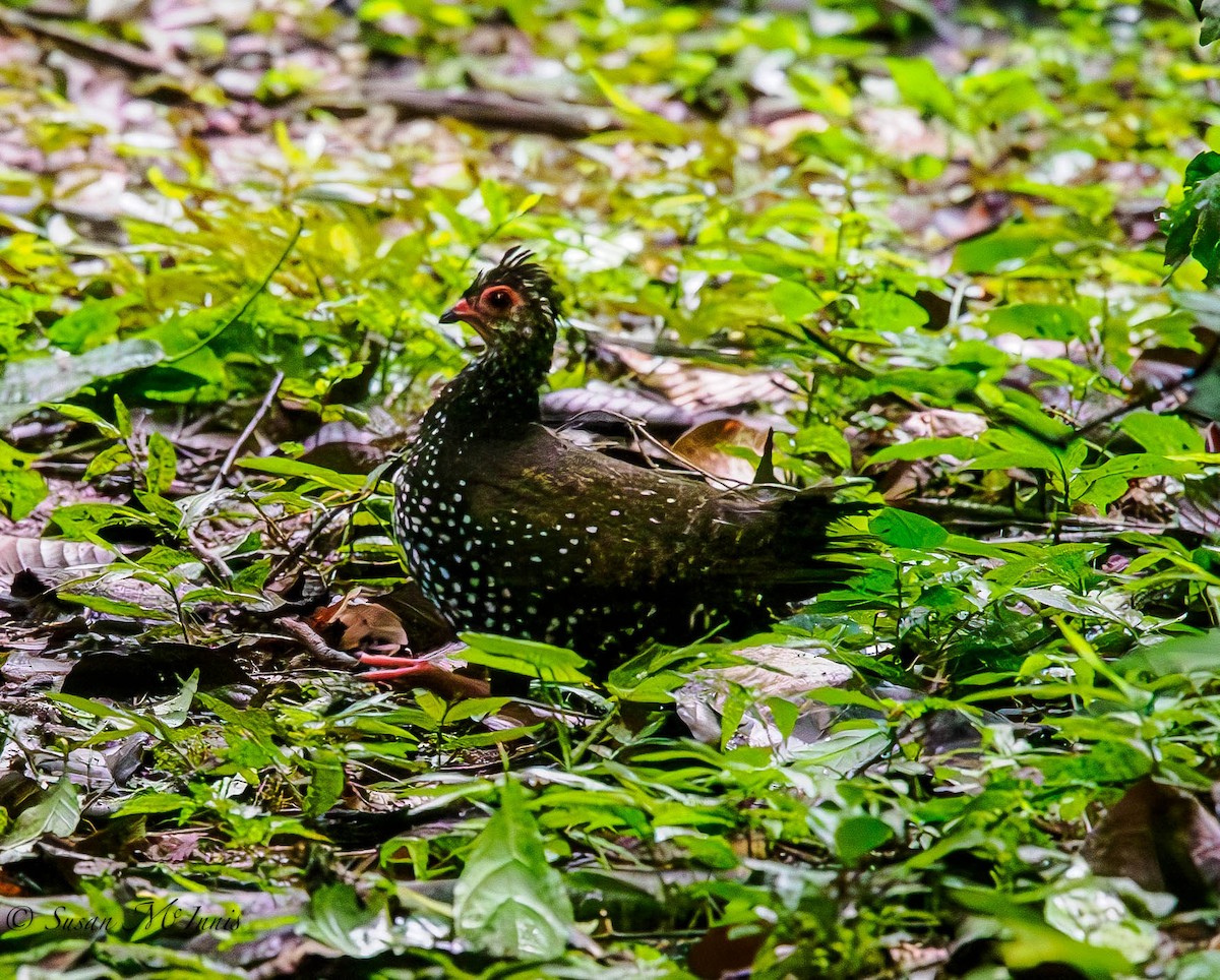 Nahan's Partridge - ML594835761