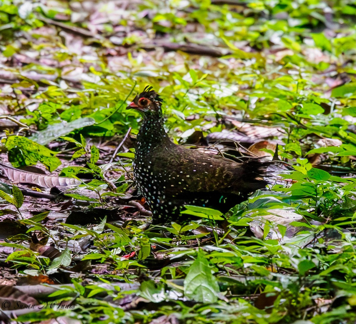 Nahan's Partridge - ML594835791