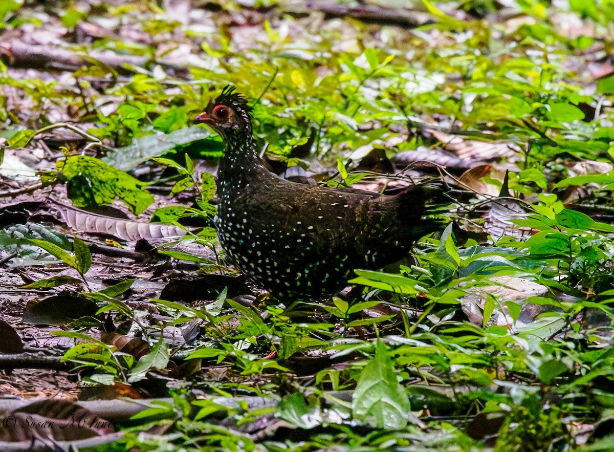 Nahan's Partridge - ML594835811