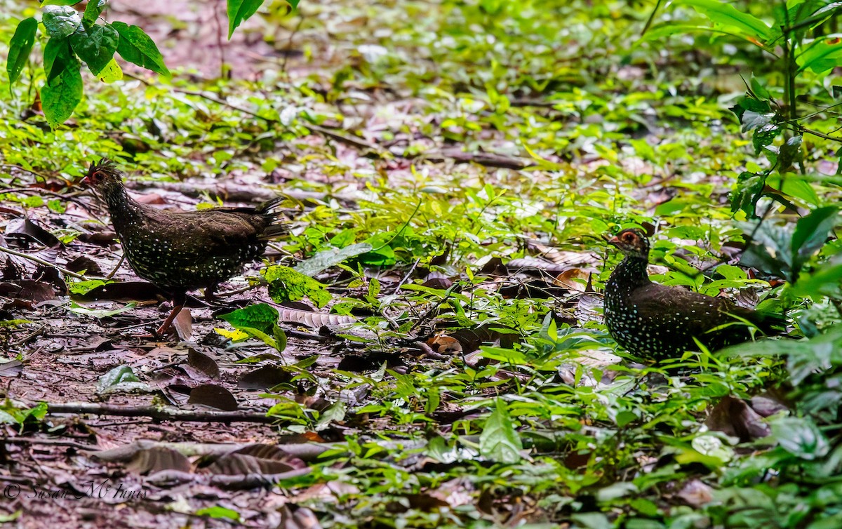 Nahan's Partridge - ML594835891