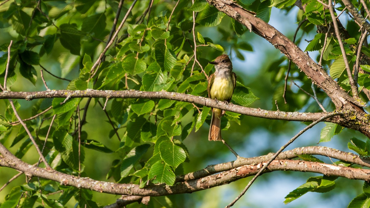 Great Crested Flycatcher - ML594836061