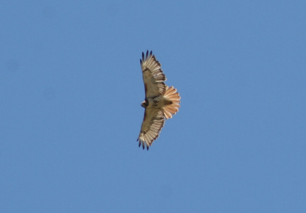 Red-tailed Hawk - ML59483641