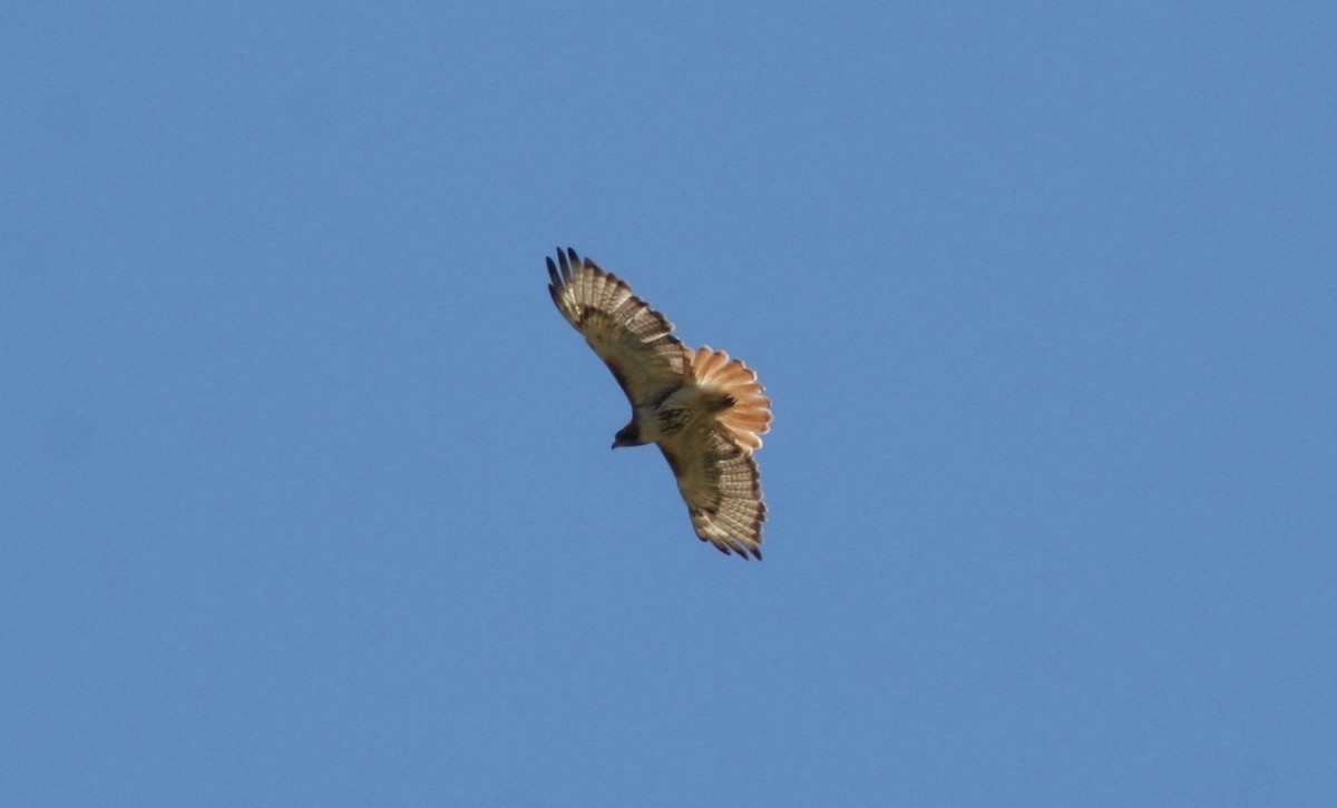 Red-tailed Hawk - ML59483651