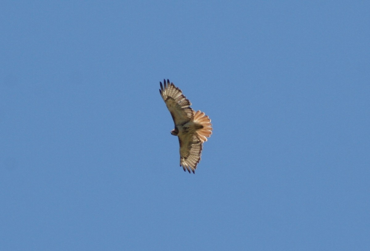 Red-tailed Hawk - ML59483661