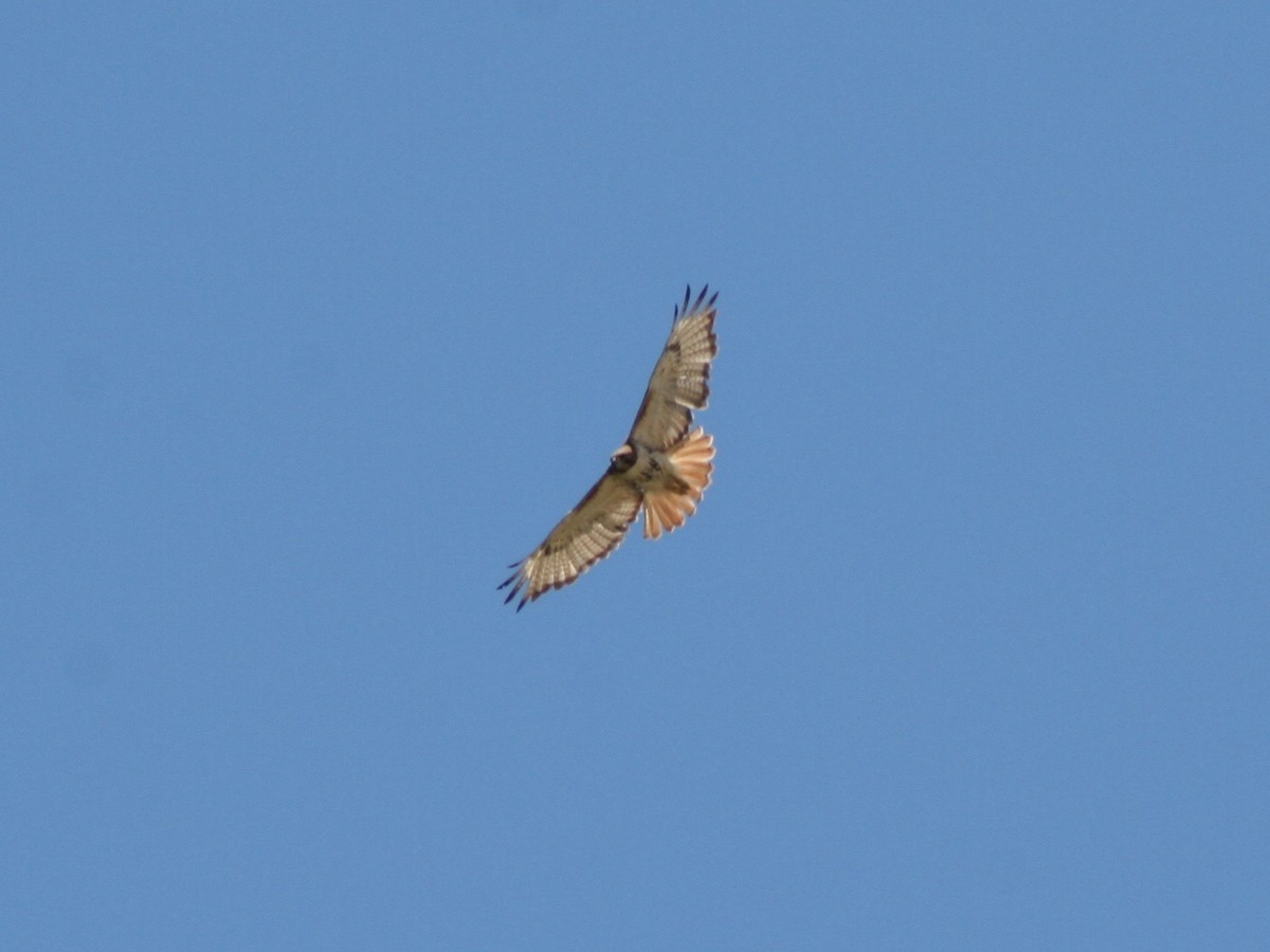 Red-tailed Hawk - ML59483671