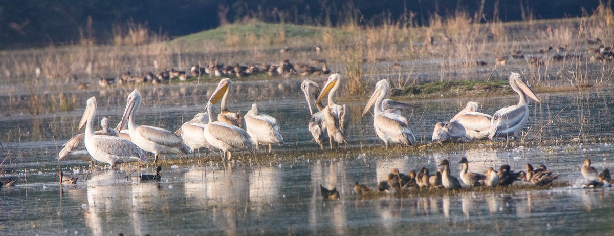 Great White Pelican - ML594837931