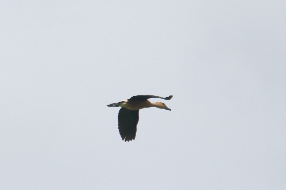 Fulvous Whistling-Duck - ML594838461