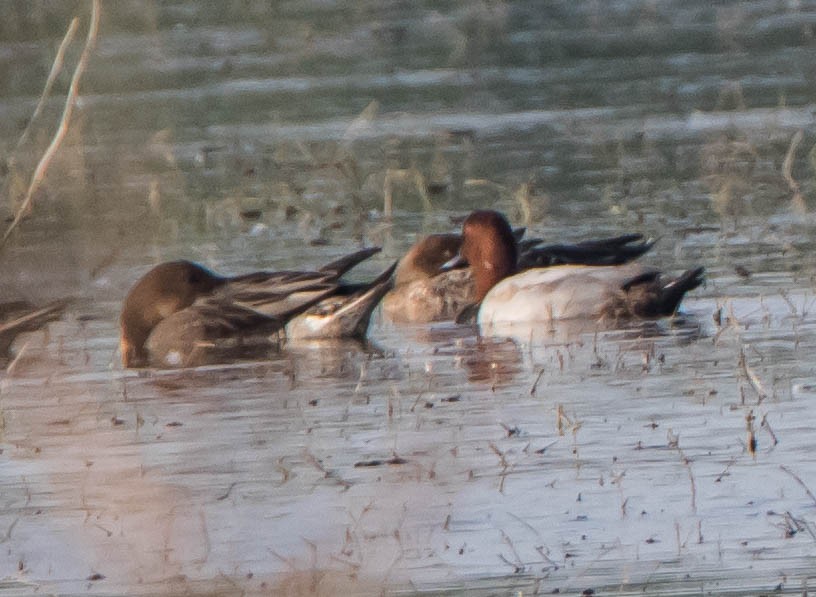 Green-winged Teal - ML594839181