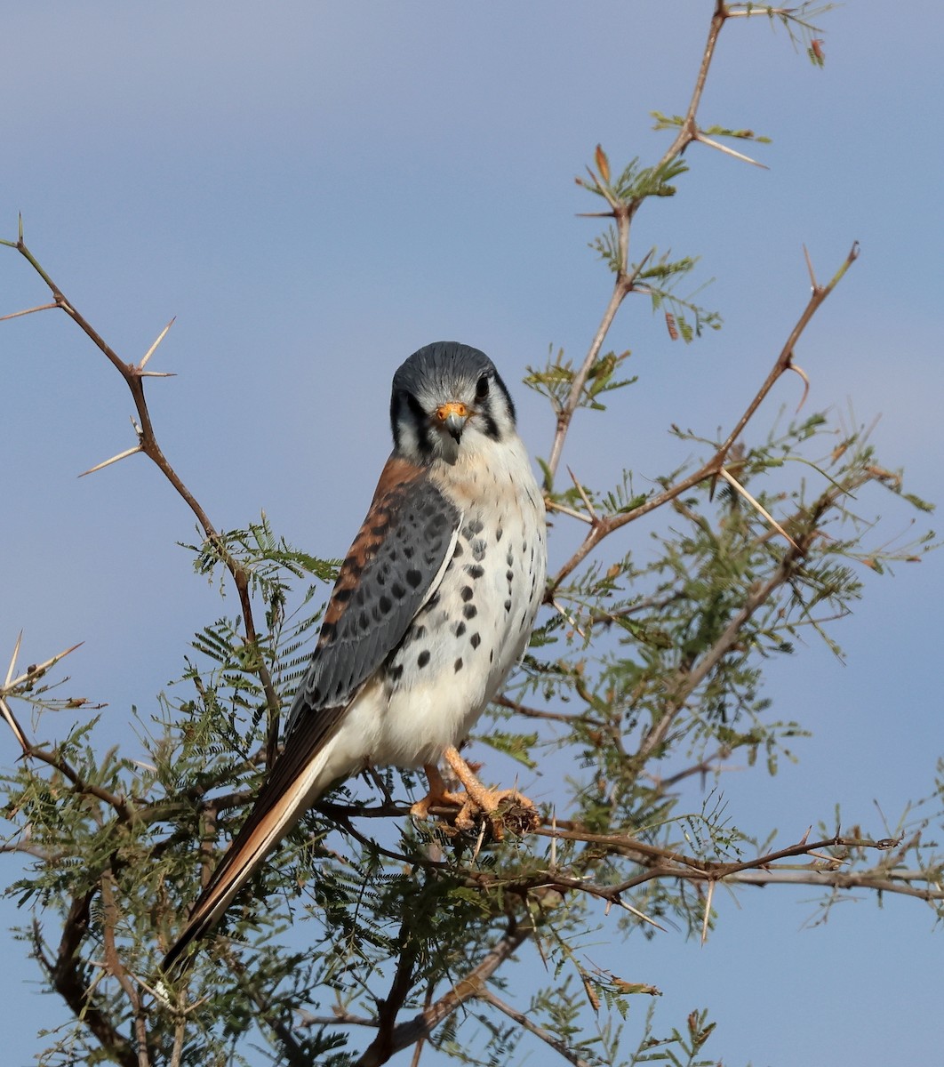 American Kestrel - ML594841201