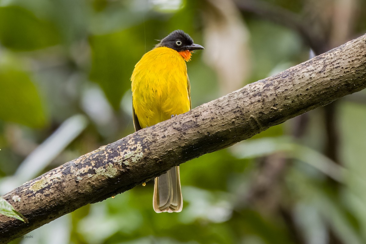 Flame-throated Bulbul - ML594841771