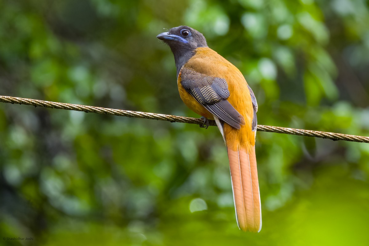 Malabar Trogon - ML594842351